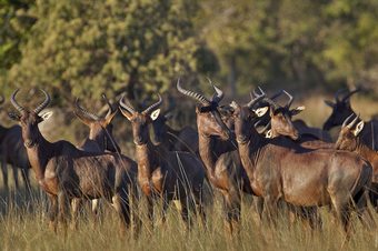Nahubwe Safari Lodge