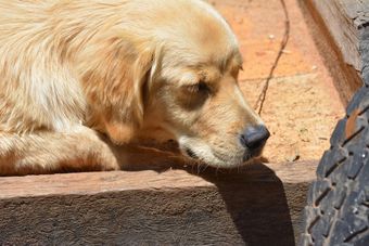 Ver fotos