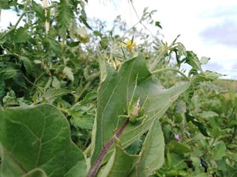 Roulotte de La Ferm'agi