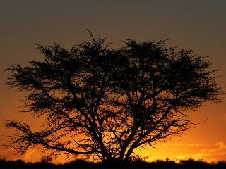 Hotel Bush Lodge- Amakhala Game Reserve