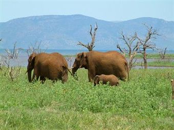 White Elephant Safari Lodge