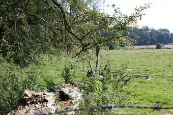 Le Repere Du Cerf