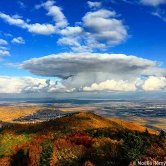 Coeur D'alsace