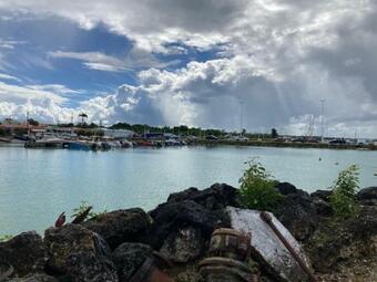 Mangrove