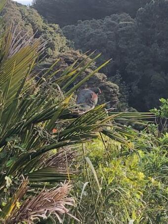 Muriwai Lodge
