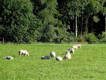 Bed & Breakfast Selatuinen