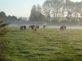 Linge Hotel Elst