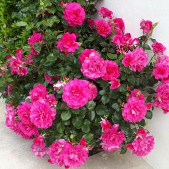 Ver fotos