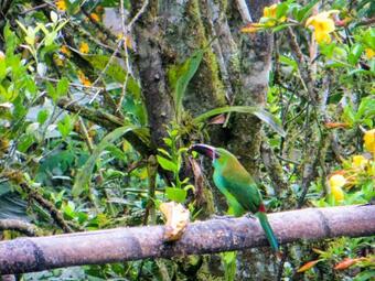 Guayabo Verde