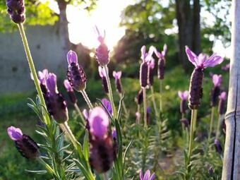 Bed & Breakfast Maison D'h�tes Les Beaux Chenes