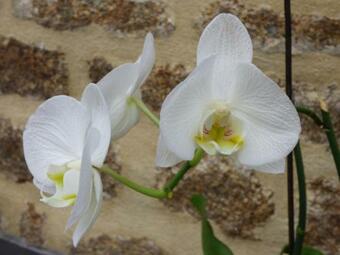 Bed & Breakfast Chambres " Orchid�es "