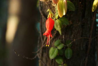 Las Juntas Ecolodge