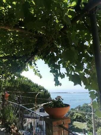 Le Mimose