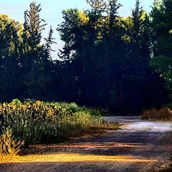 Bed & Breakfast Kibbutz Nachshon