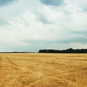 Poppy Field