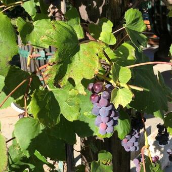 Kellerst�ckl Postrumer Weinberg 49