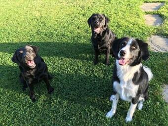 Kellerst�ckl Am Veganen Bio-lebenshof "varm - Die Vegane Farm" - Nur F�r Hundefreunde Und Naturliebhaber Empfohlen