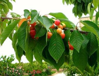 Panacea Residence B&B