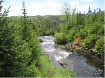 The Wilds At Salmonier River