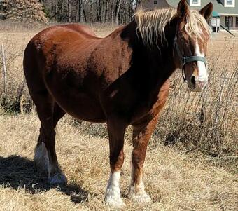 Modern Ten Acre Horse Ranch-walk To Lake Ray Robert