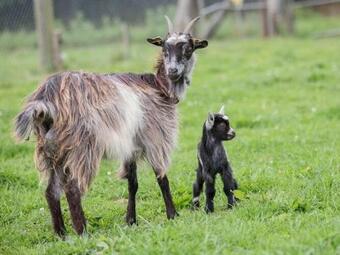 Country House On A Beautiful Medieval Estate