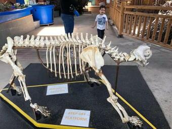 Familyhouse W Sauna Horsebackriding Pooltable