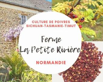 Plantation De Poivre La Petite Rivi�re