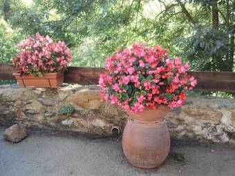 Mas Taillet Le Camelia