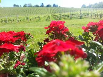 Stupni?ki Dvori Winery Hotel