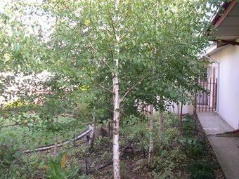 Birch Bush B&B