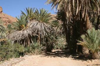 Oasis De Tiout