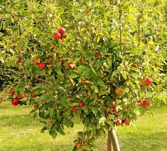 Orchard Grove B&B