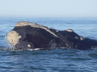 Hostal White Shark Guest House
