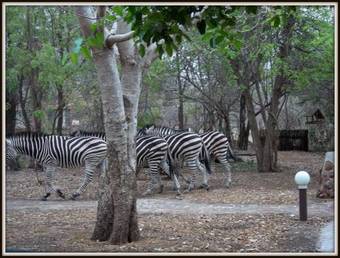 Phumula Kruger Lodge And Safaris