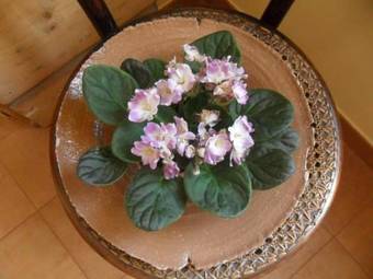 B&B Casa Pascolone