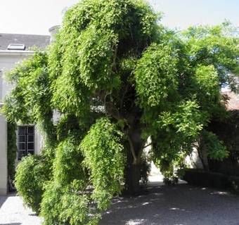 Hostal Le Sophora