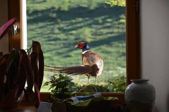 Hostal Val Lachard