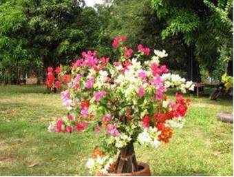 Champa Lodge