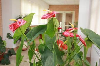 Hotel Sok