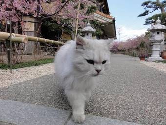 Lodge Fiore Shima