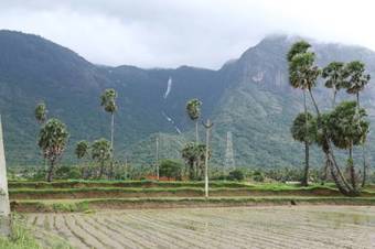 Mango Village