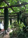 Family Homestay