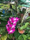 Family Homestay