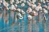 Apartment In Rosolina Mare 24924