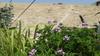 Desert Camping Israel