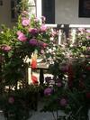 Bed & Breakfast Shalimar