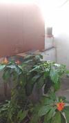 Apartamento Prakrutika