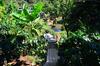 Sanjose Holiday Home Resort,virajpet