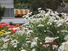 Hostal Hillside Inn Sirocco