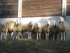 Agroturismo Agriturismo Ae Noseare